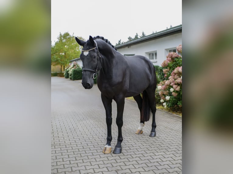 Westphalian Gelding 4 years 17 hh Black in Ankum