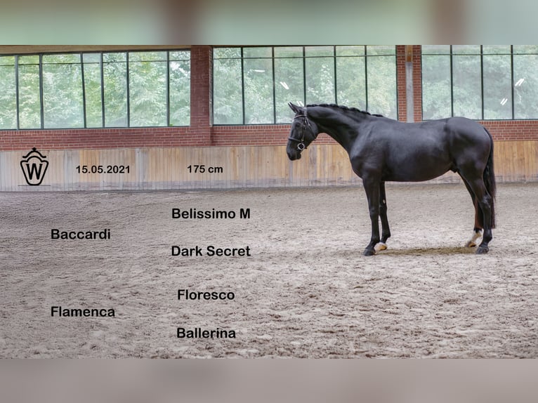 Westphalian Gelding 4 years 17 hh Black in Ankum