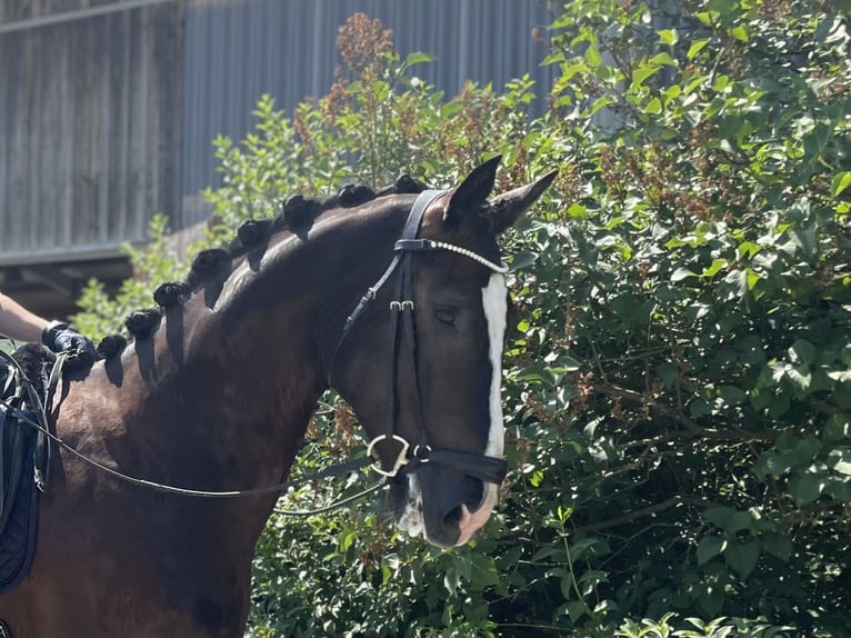 Westphalian, Gelding, 4 years, 17 hh, Black