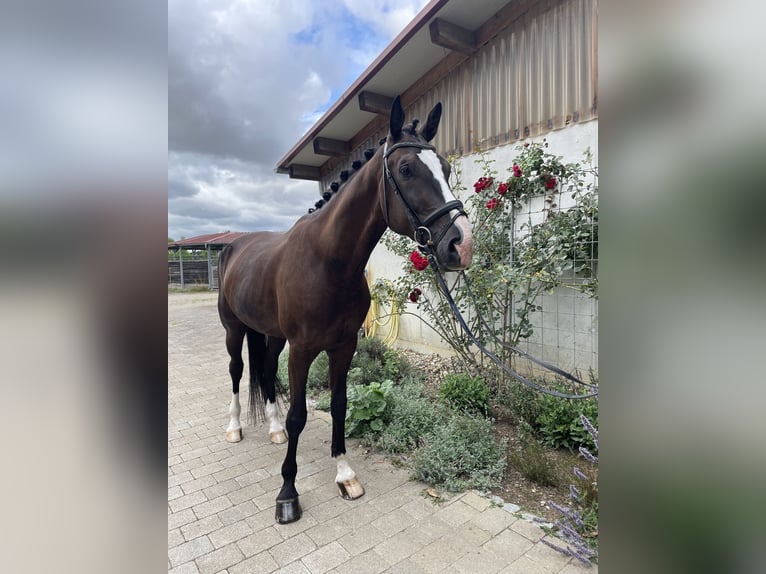 Westphalian Gelding 4 years 17 hh Black in Epfendorf