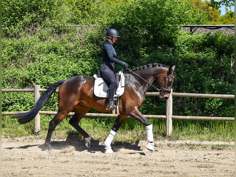 Westphalian Gelding 4 years 17 hh Brown in Ascheberg