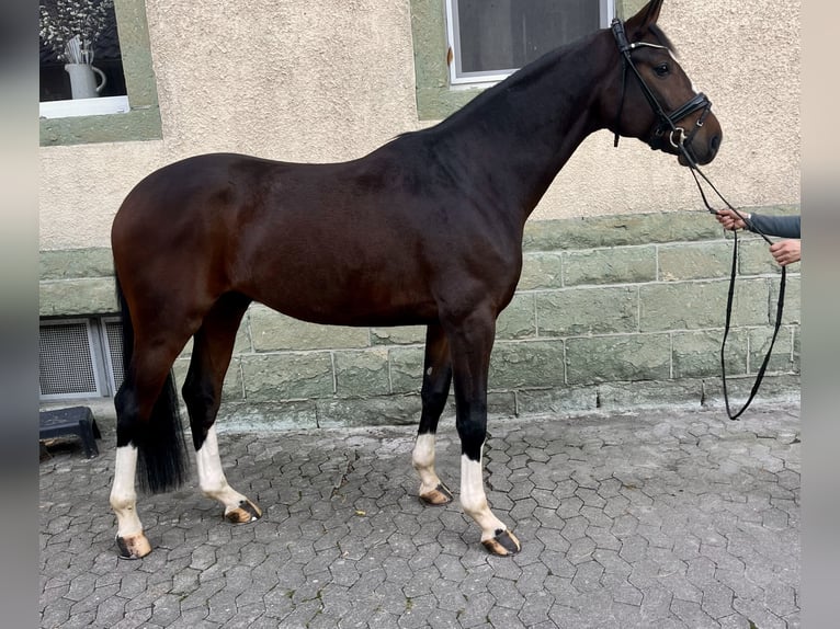 Westphalian Gelding 4 years 17 hh Brown in EnseSoest - Bilme