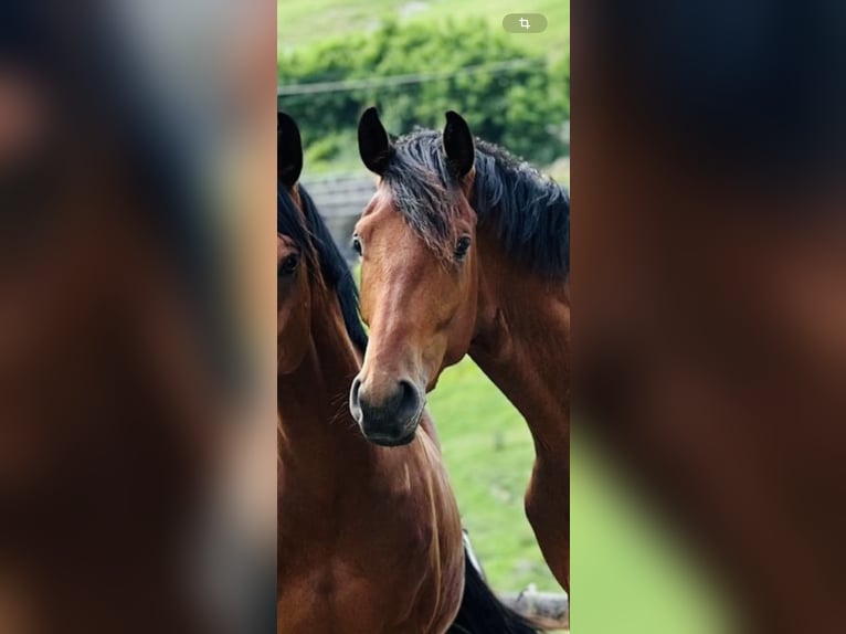 Westphalian Gelding 4 years 17 hh Brown in Chieming Westphalian Gelding 4 years 17 hh Brown in Chieming