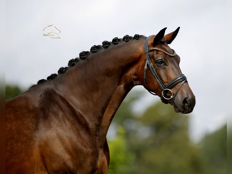 Westphalian Gelding 4 years 17 hh Brown in Vechta