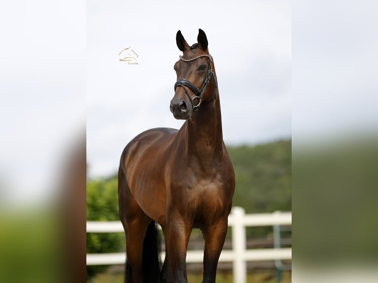 Westphalian Gelding 4 years 17 hh Brown in Vechta