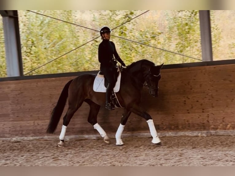 Westphalian Gelding 4 years 17 hh Brown in Wermelskirchen