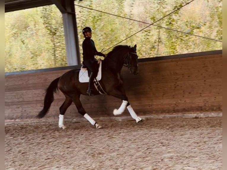 Westphalian Gelding 4 years 17 hh Brown in Wermelskirchen