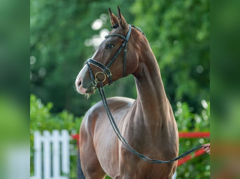 Westphalian Gelding 4 years 17 hh Brown in Münster