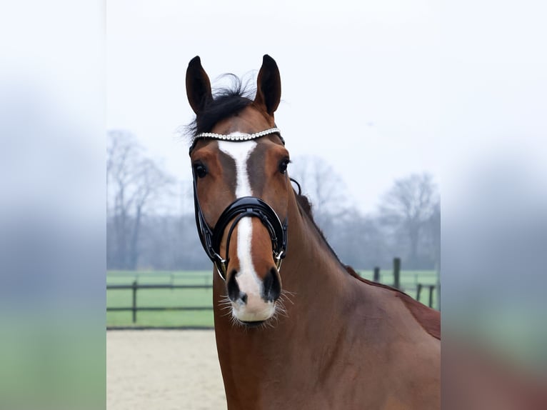 Westphalian Gelding 4 years 17 hh Brown in Nottuln