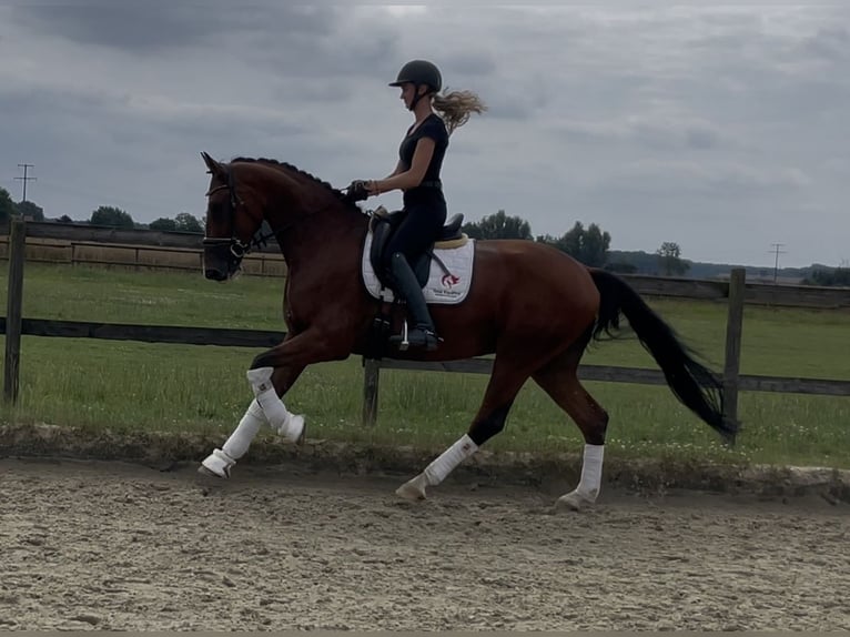Westphalian Gelding 4 years 17 hh Brown in Nottuln