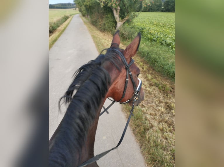 Westphalian Gelding 4 years 17 hh Brown in Brakel