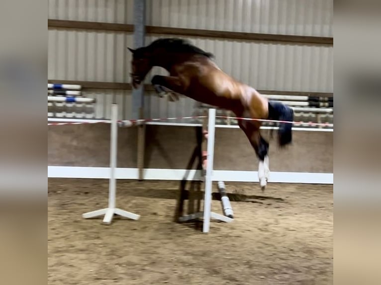 Westphalian Gelding 4 years 17 hh Brown in Lingen