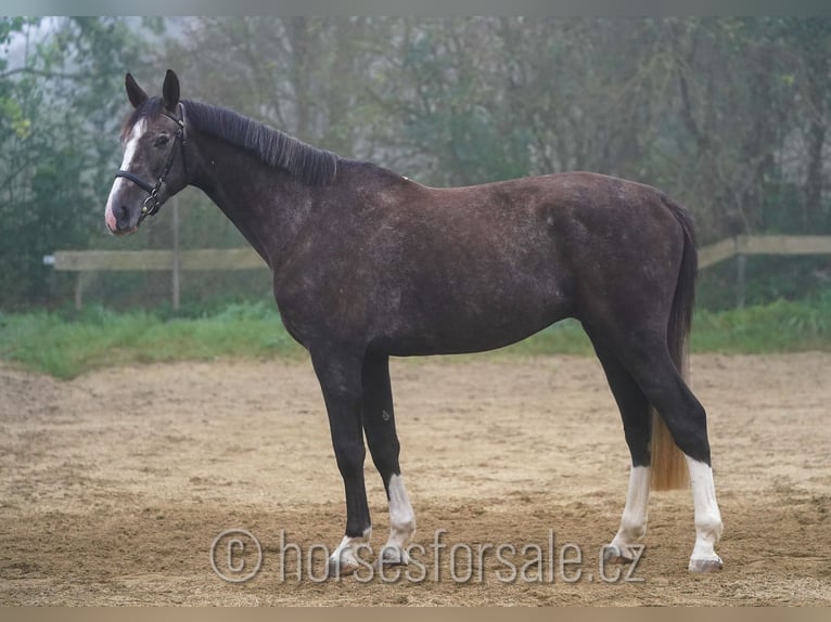 Westphalian Gelding 4 years 17 hh Brown in Prag Region