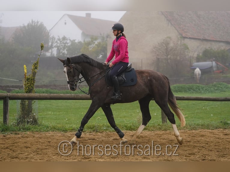 Westphalian Gelding 4 years 17 hh Brown in Prag Region