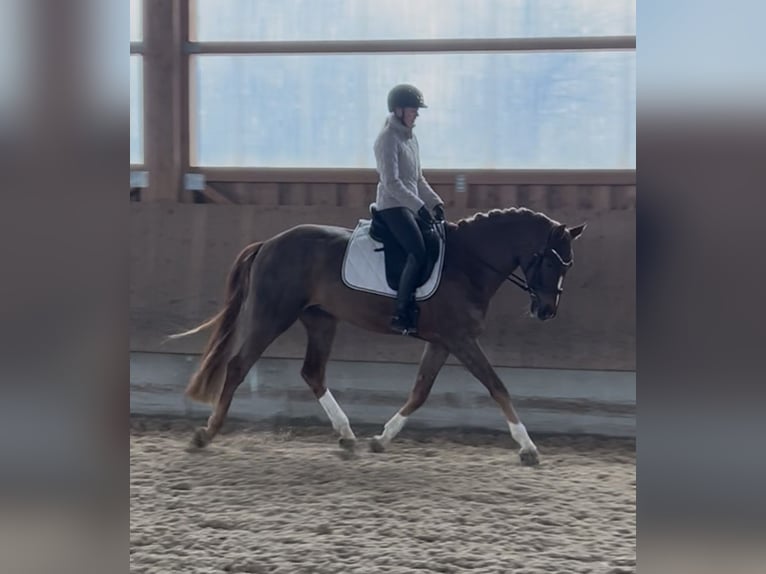 Westphalian Gelding 4 years 17 hh Chestnut in Hockenheim