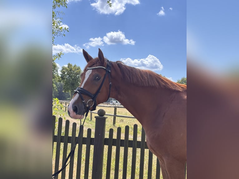Westphalian Gelding 4 years 17 hh Chestnut-Red in Telgte