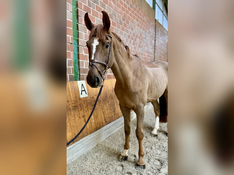 Westphalian Gelding 4 years 17 hh Chestnut in Horstmar Westphalian Gelding 4 years 17 hh Chestnut in Horstmar