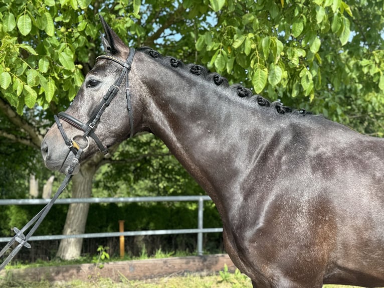 Westphalian Gelding 4 years 17 hh Gray-Dark-Tan in Simbach am Inn