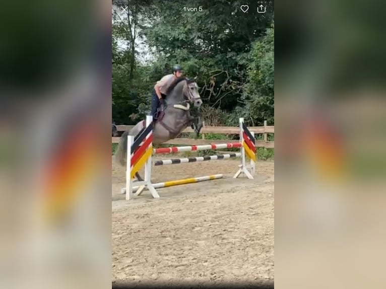 Westphalian Gelding 4 years 17 hh Gray in Bonn