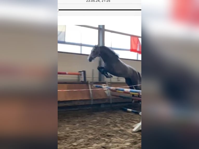 Westphalian Gelding 4 years 17 hh Gray in Bonn