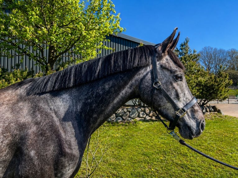 Westphalian Gelding 4 years 17 hh Grey-Dapple in Wacken