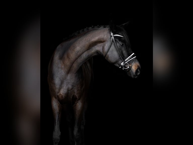 Westphalian Gelding 4 years 17 hh Smoky-Black in Büren