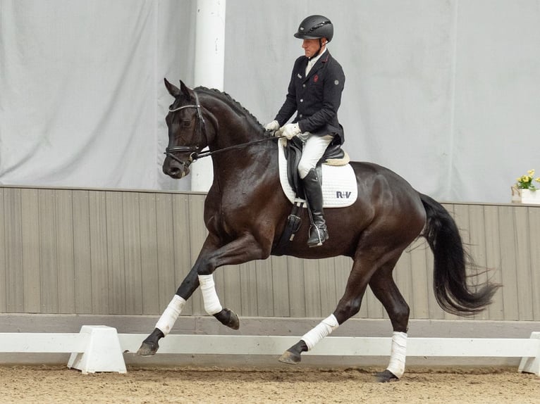 Westphalian Gelding 4 years 17 hh Smoky-Black in Münster-Handorf