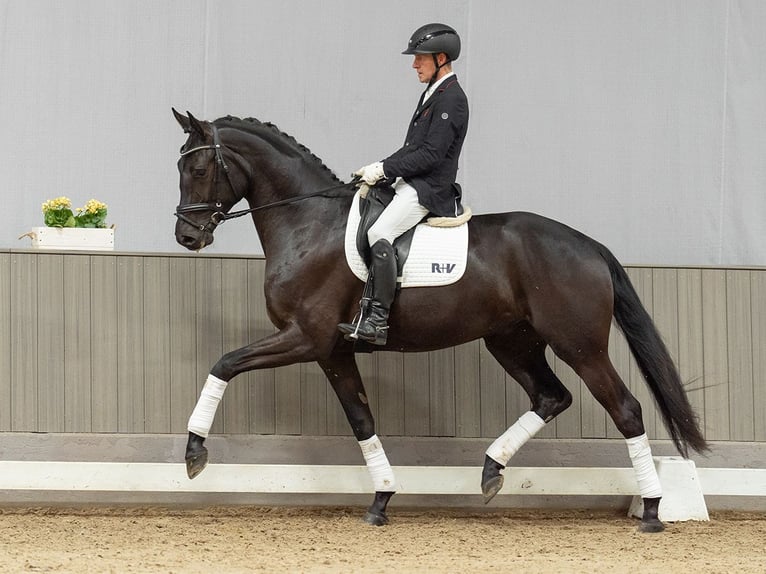 Westphalian Gelding 4 years 17 hh Smoky-Black in Münster-Handorf