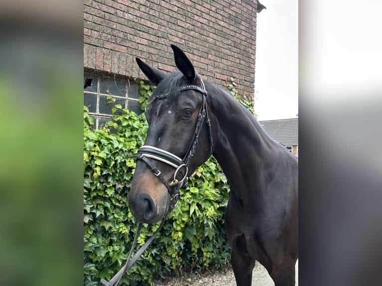 Westphalian Gelding 4 years 17 hh Smoky-Black in Rees