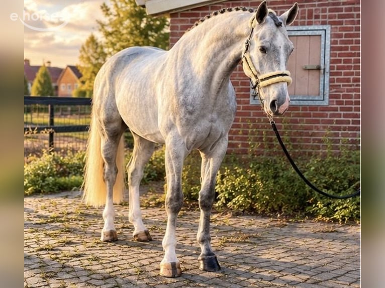 Westphalian Gelding 4 years 17 hh White in Weert