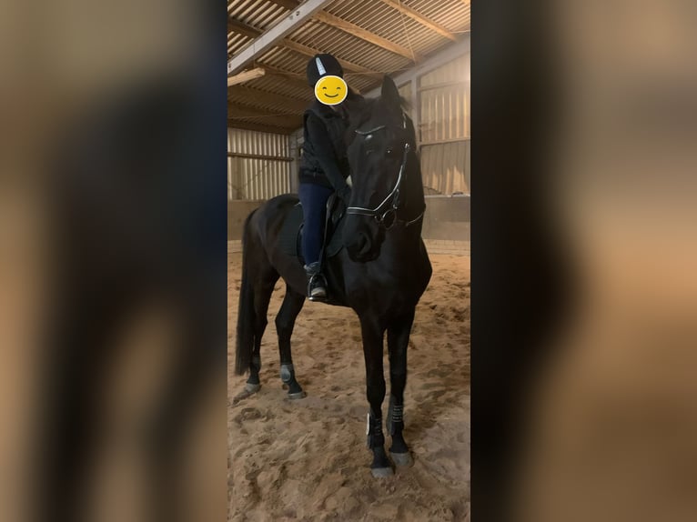 Westphalian Gelding 4 years 17,1 hh Black in Leopoldshöhe