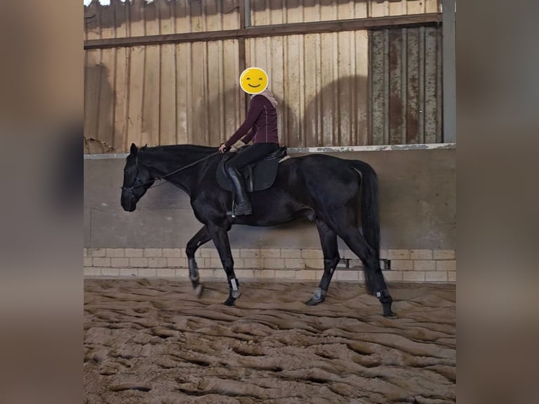 Westphalian Gelding 4 years 17,1 hh Black in Leopoldshöhe