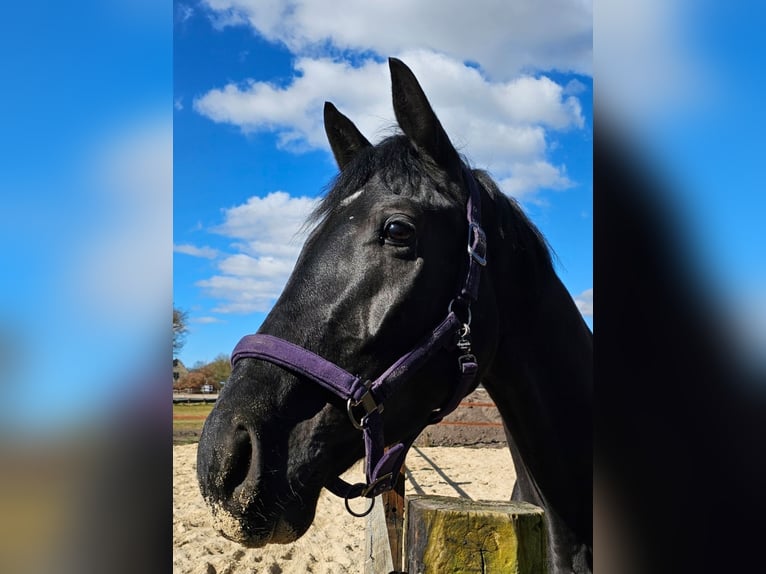 Westphalian Gelding 4 years 17,1 hh Black in Leopoldshöhe