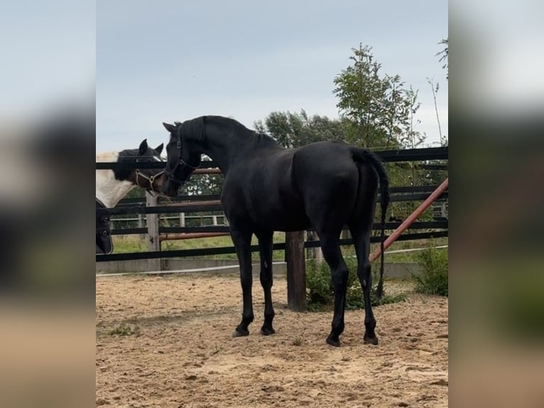 Westphalian Gelding 4 years 17,1 hh Black in Leopoldsh&#xF6;he
