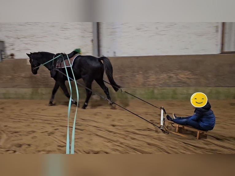 Westphalian Gelding 4 years 17,1 hh Black in Leopoldshöhe