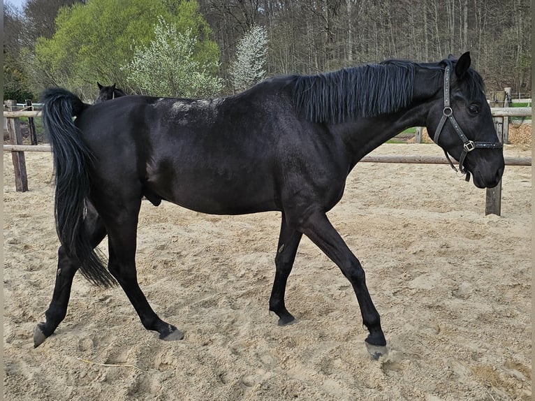 Westphalian Gelding 4 years 17,1 hh Black in Leopoldshöhe