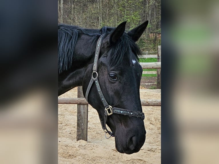 Westphalian Gelding 4 years 17,1 hh Black in Leopoldshöhe