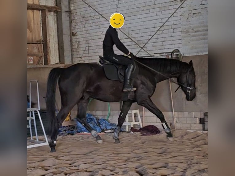 Westphalian Gelding 4 years 17,1 hh Black in Leopoldshöhe