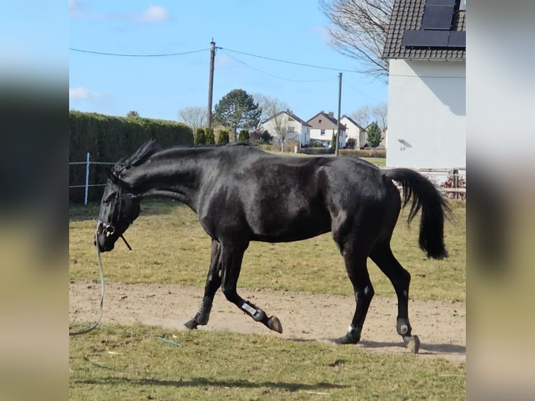 Westphalian Gelding 4 years 17,1 hh Black in Leopoldshöhe