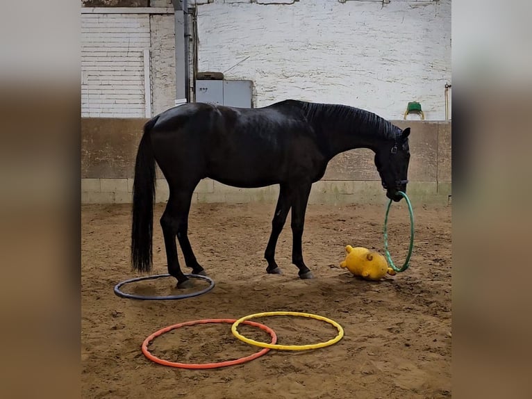 Westphalian Gelding 4 years 17,1 hh Black in Leopoldshöhe