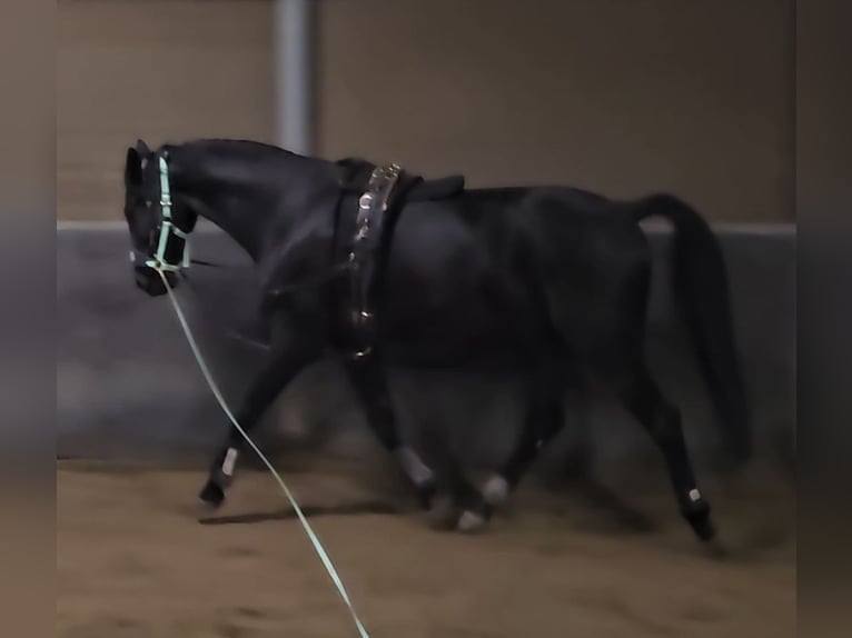 Westphalian Gelding 4 years 17,1 hh Black in Leopoldsh&#xF6;he