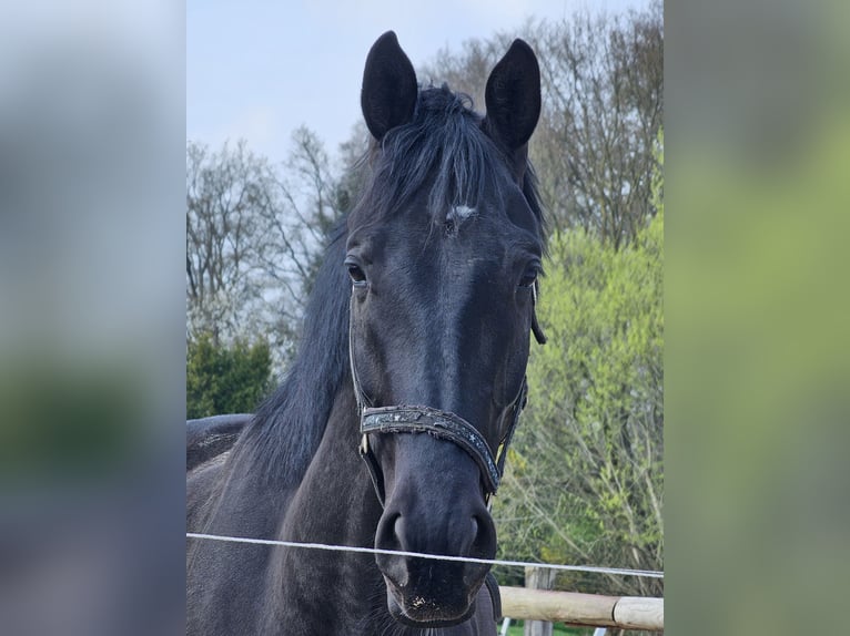 Westphalian Gelding 4 years 17,1 hh Black in Leopoldshöhe