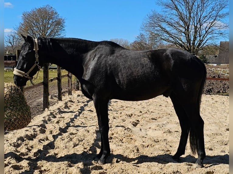 Westphalian Gelding 4 years 17,1 hh Black in Leopoldshöhe
