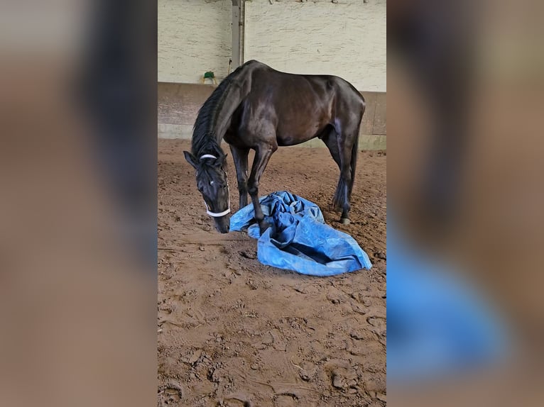 Westphalian Gelding 4 years 17,1 hh Black in Leopoldshöhe