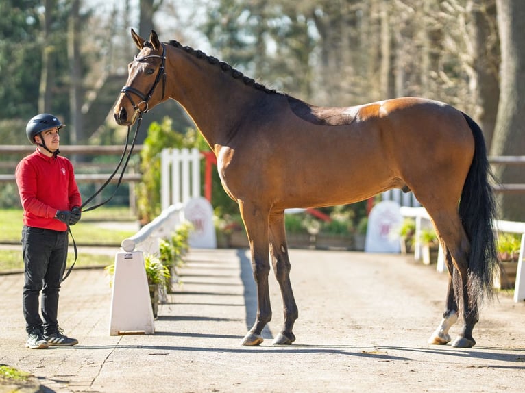 Westphalian Gelding 4 years 17,1 hh Brown in Münster-Handorf