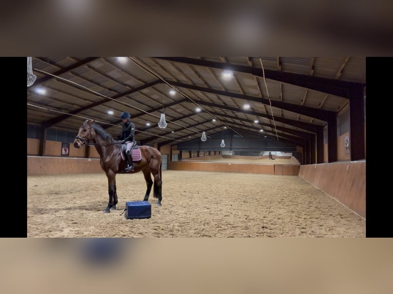 Westphalian Gelding 4 years 17,1 hh Brown-Light in Bim&#xF6;hlen