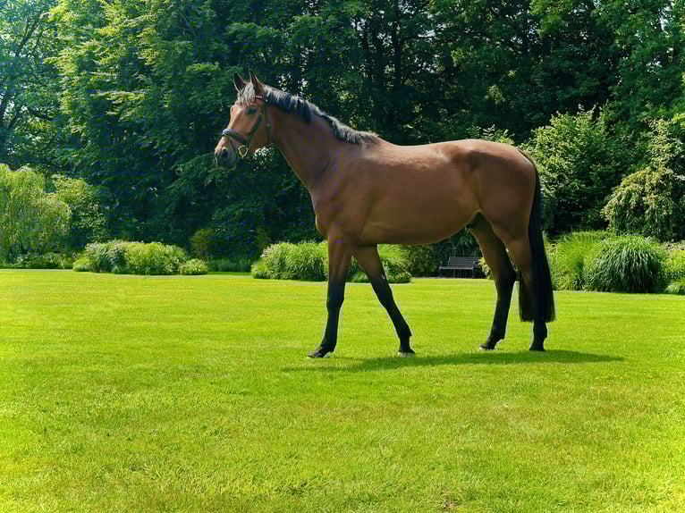 Westphalian Gelding 4 years 17,1 hh Brown-Light in Bim&#xF6;hlen
