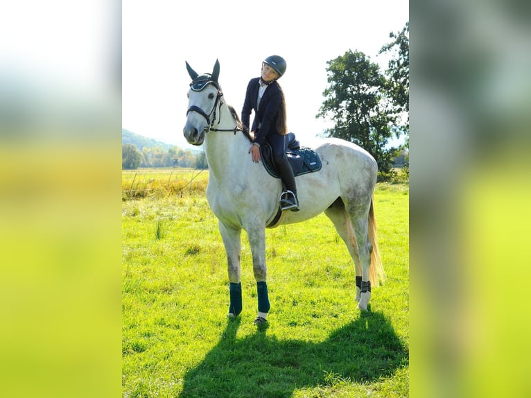 Westphalian Gelding 4 years 17,1 hh Grey-Dapple in Berkatal