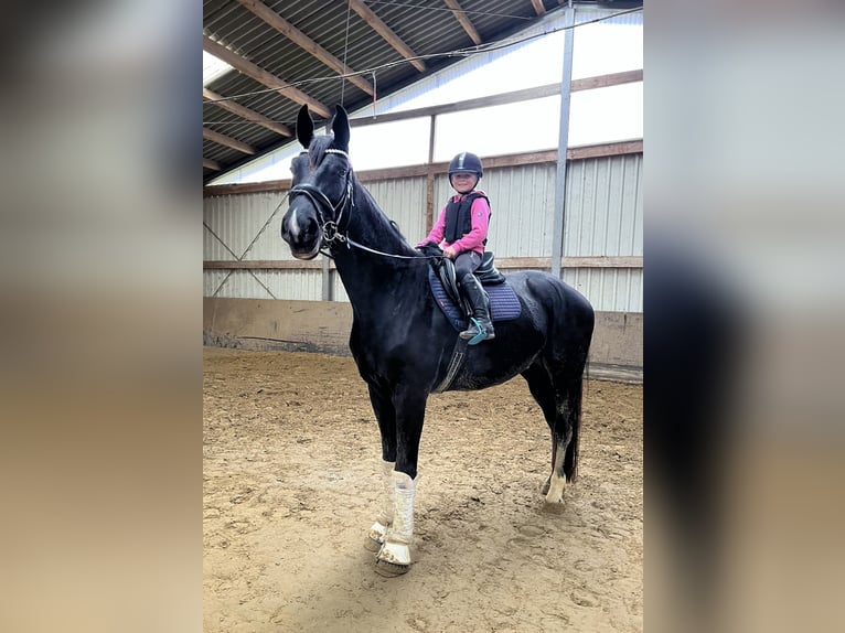 Westphalian Gelding 4 years 17,1 hh Smoky-Black in Altenberge