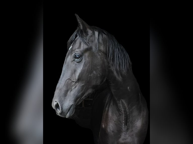 Westphalian Gelding 4 years 17,2 hh Black in Leopoldsh&#xF6;he